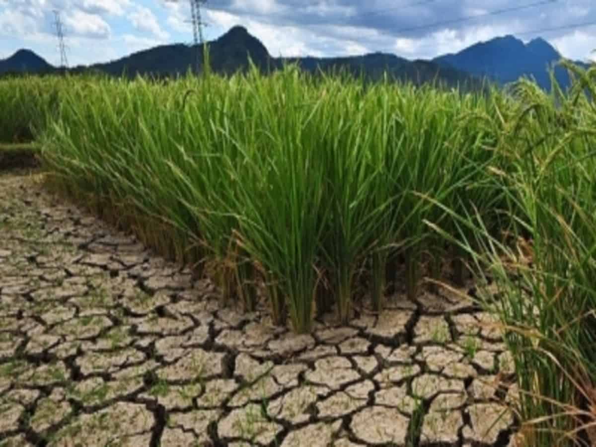 UN summit to address crises linked to land degradation