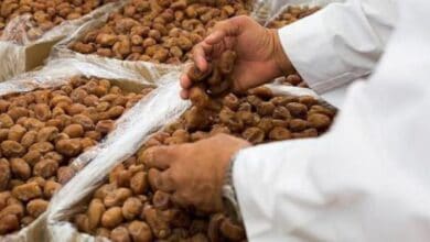 Saudi Arabia ranks first in the world in value of date exports