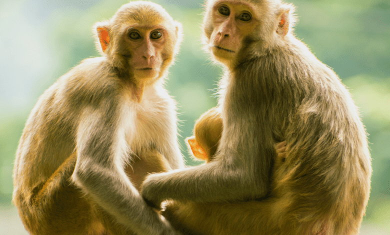 Telangana: 30 monkey carcasses found in Nampalli village