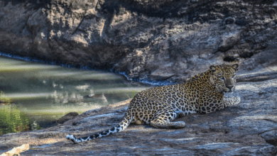 Leopard (Source: Senaka Silva/Wikimedia commons)