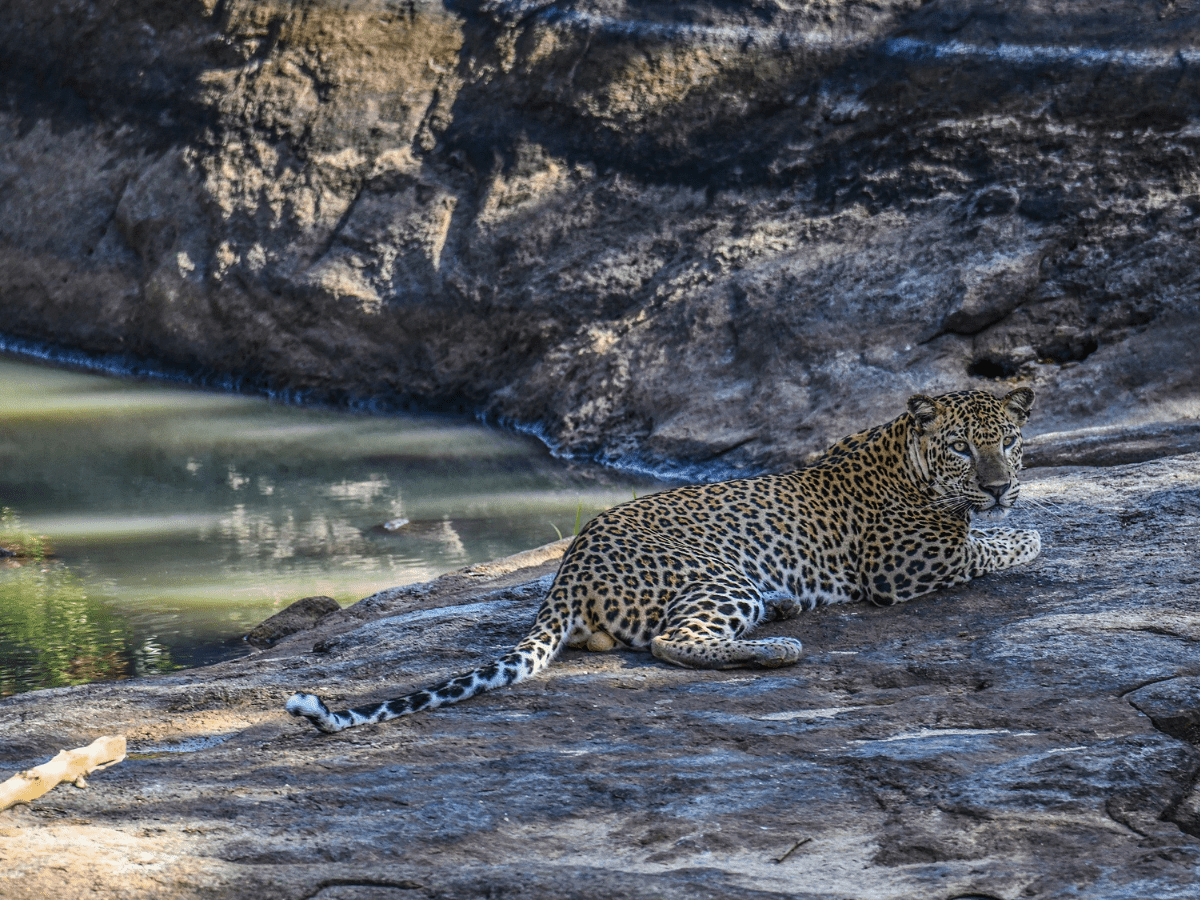 Leopard (Source: Senaka Silva/Wikimedia commons)