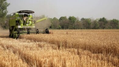 Egypt: wheat deal with India On, not shipped yet, says minister