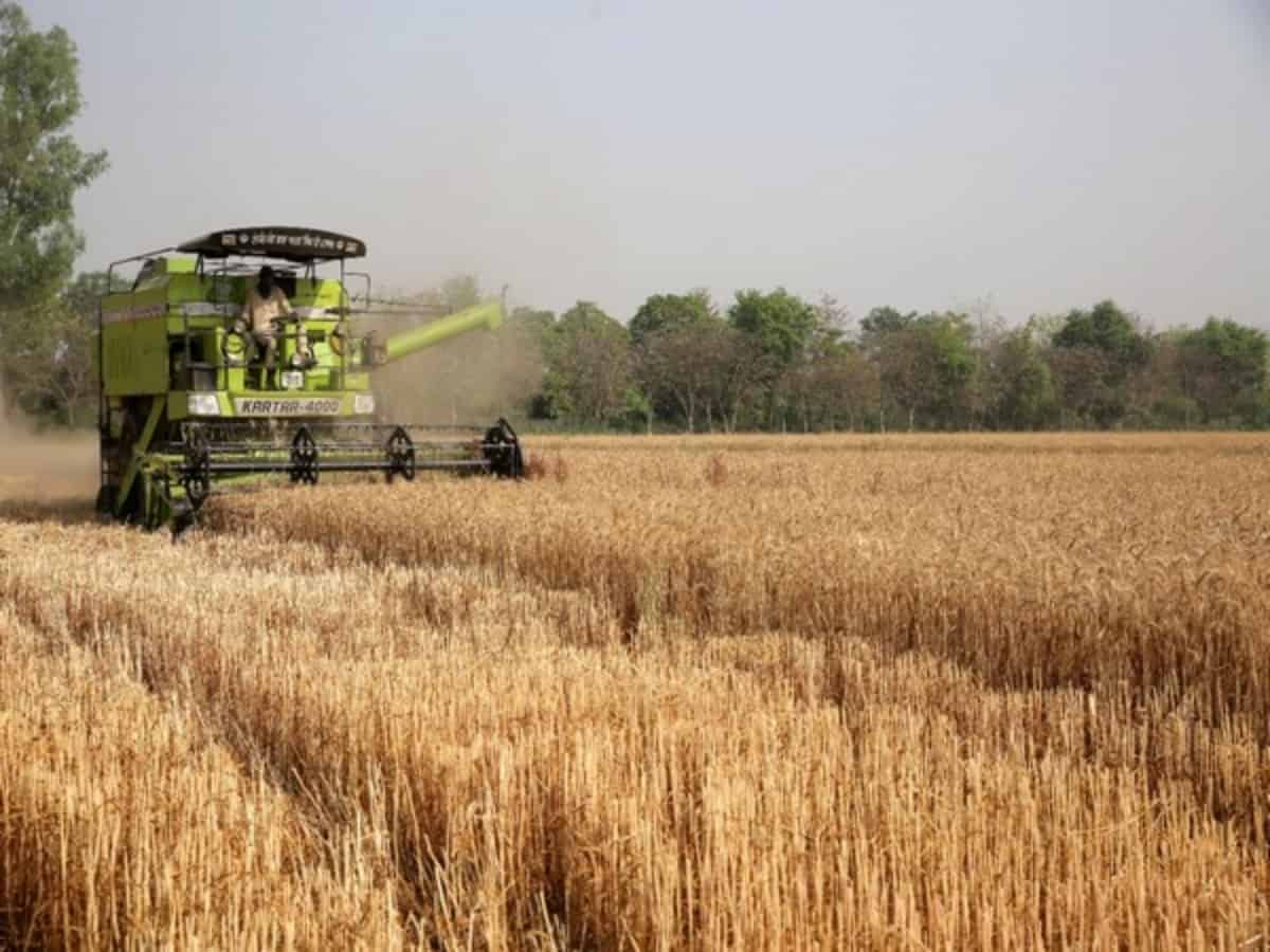 Egypt: wheat deal with India On, not shipped yet, says minister