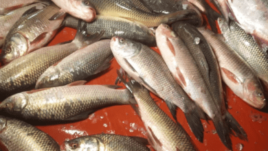 Fish-laden truck overturns, Telangana villagers make off with catch