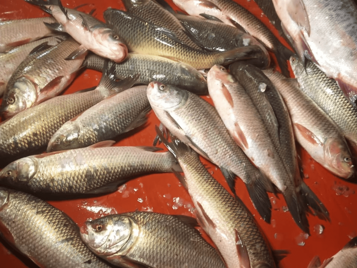 Fish-laden truck overturns, Telangana villagers make off with catch