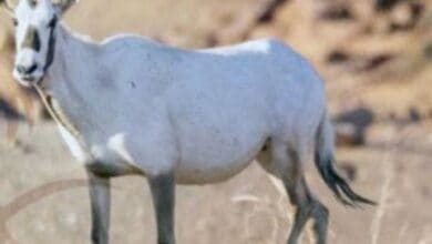 Saudi Arabia announces birth of Arabian Oryx for first time in 90 years