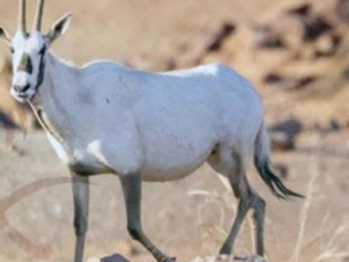 Saudi Arabia announces birth of Arabian Oryx for first time in 90 years