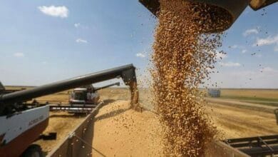 India is ready to re-export wheat to Kuwait