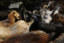 Eid Al Adha: Now place your order online for livestock sacrifice in Dubai