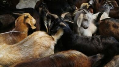 Eid Al Adha: Now place your order online for livestock sacrifice in Dubai