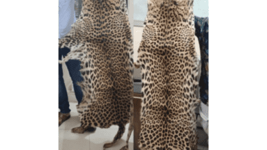 K'taka police arrest rowdy sheeter trading leopard skin