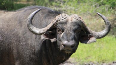 buffalo