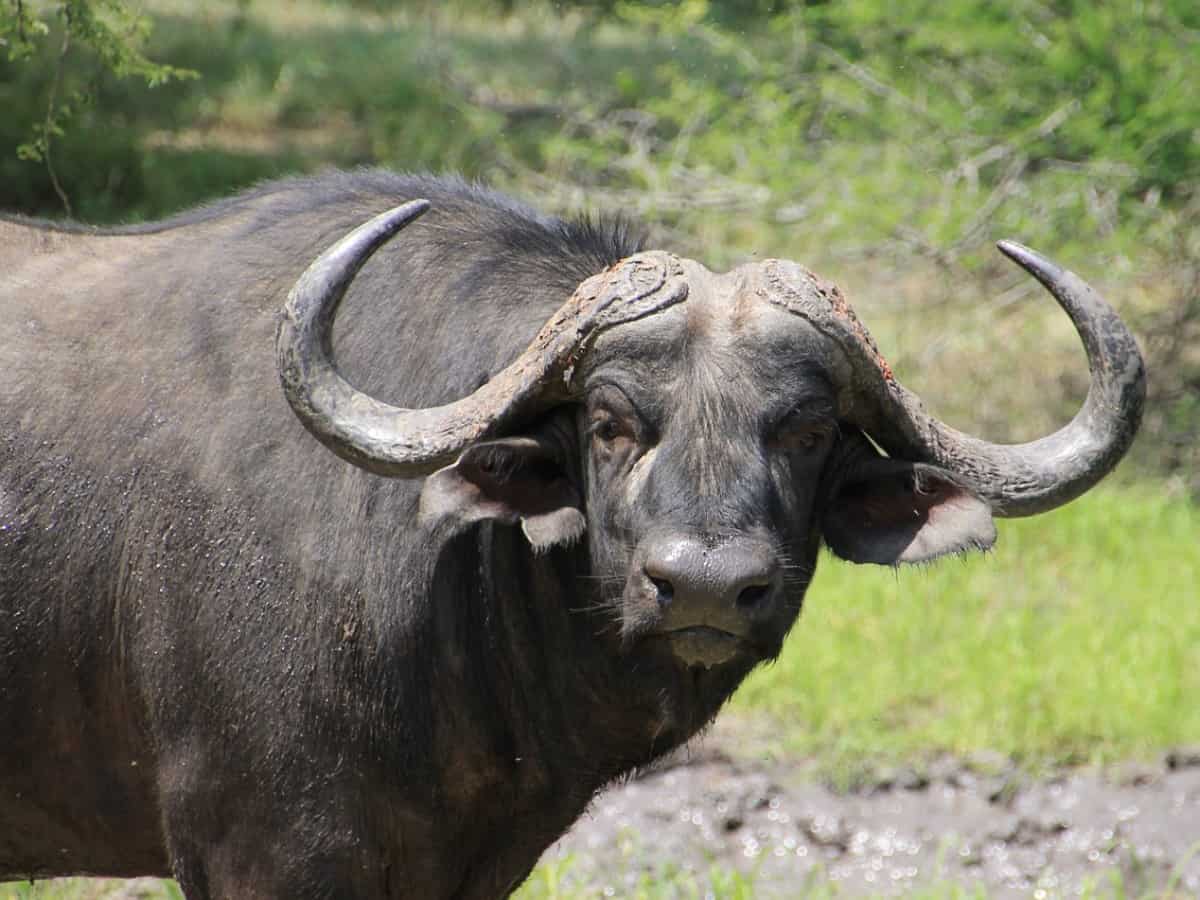 buffalo