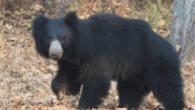 Eight injured in bear attack