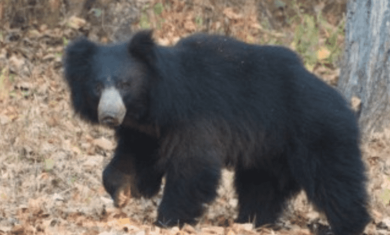 Eight injured in bear attack