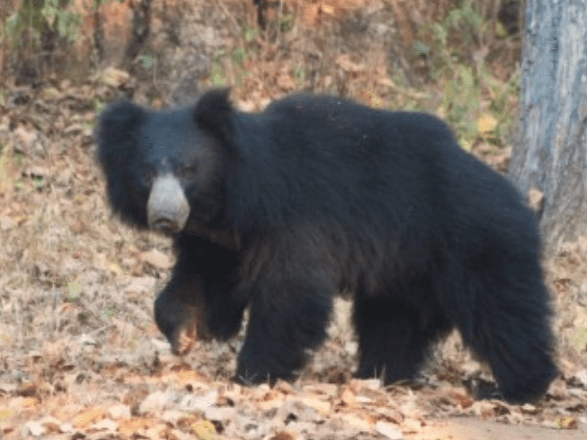 Eight injured in bear attack