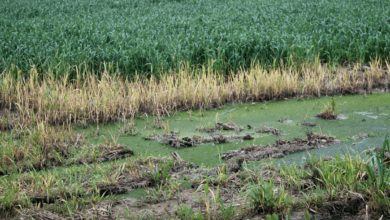 Early heat may adversely affect wheat, other crops: IMD