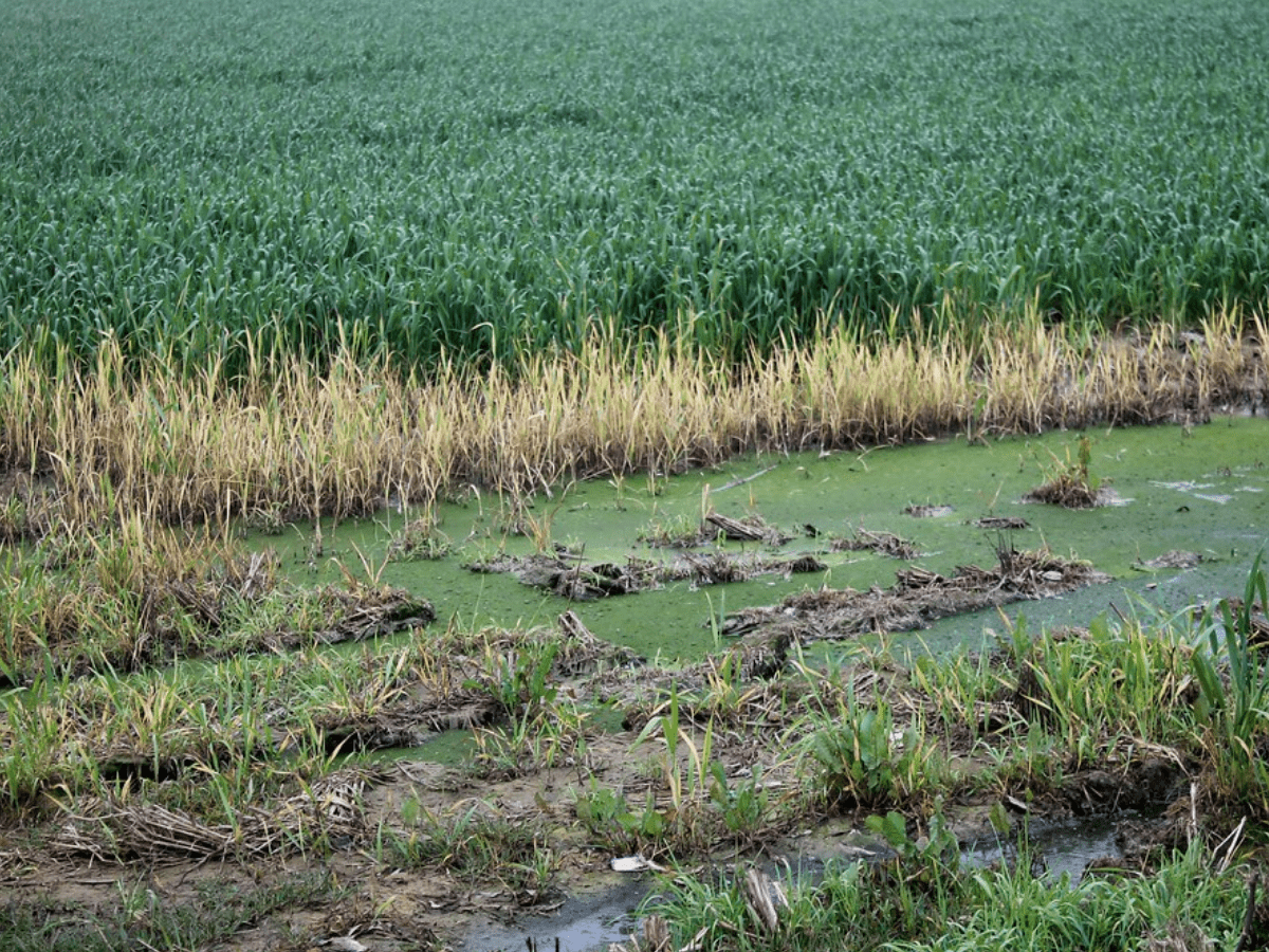 Early heat may adversely affect wheat, other crops: IMD