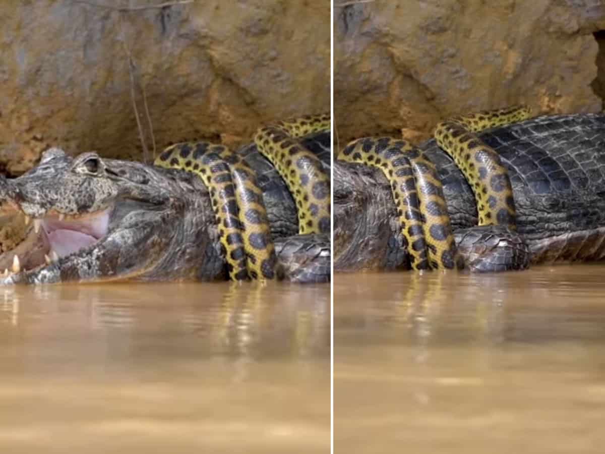 Watch Anaconda Alligator Survival Fight Captured Guess Who Won