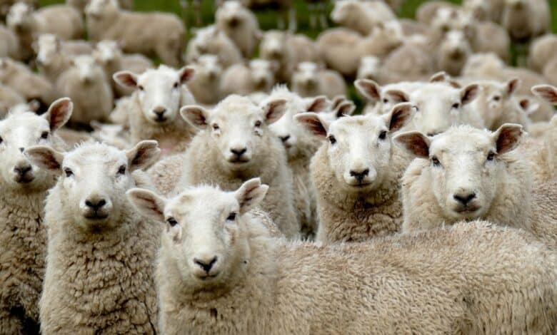 Jordan: Sheep exports to Saudi Arabia resumed