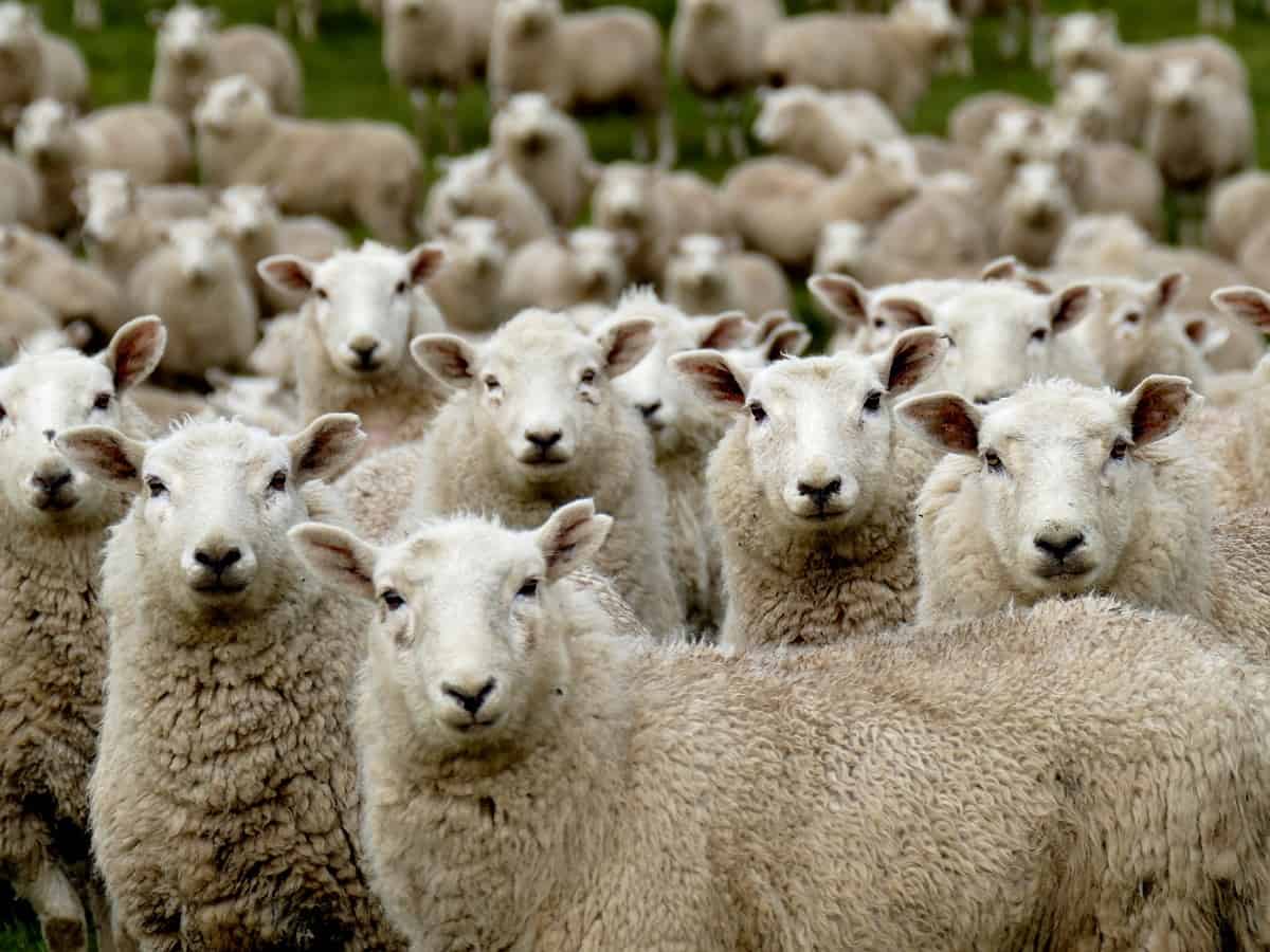 Jordan: Sheep exports to Saudi Arabia resumed