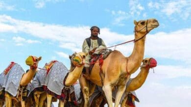 Crown Prince Camel Festival in Saudi Arabia to kicks off on July 23