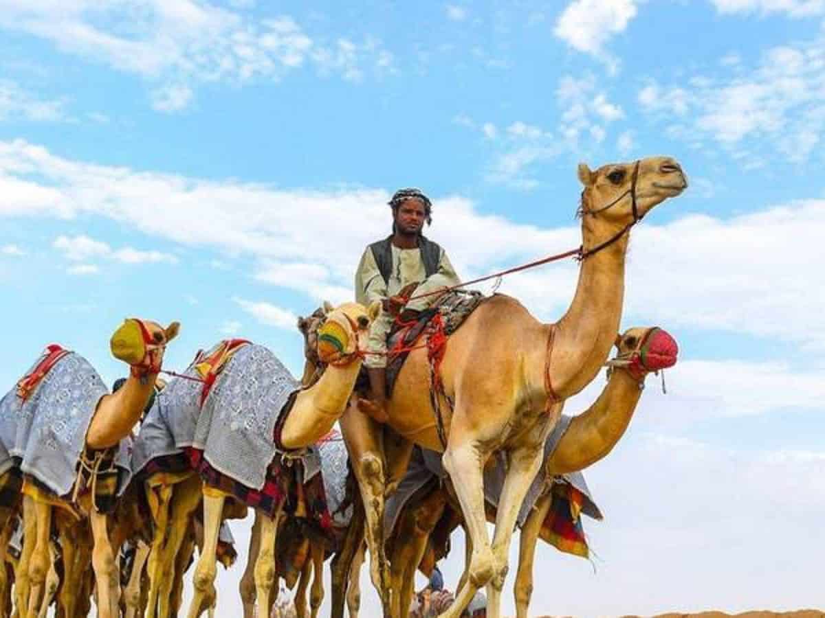 Crown Prince Camel Festival in Saudi Arabia to kicks off on July 23