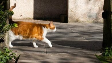 Saudi Arabia: Cat causes hour-long power outage; know why?