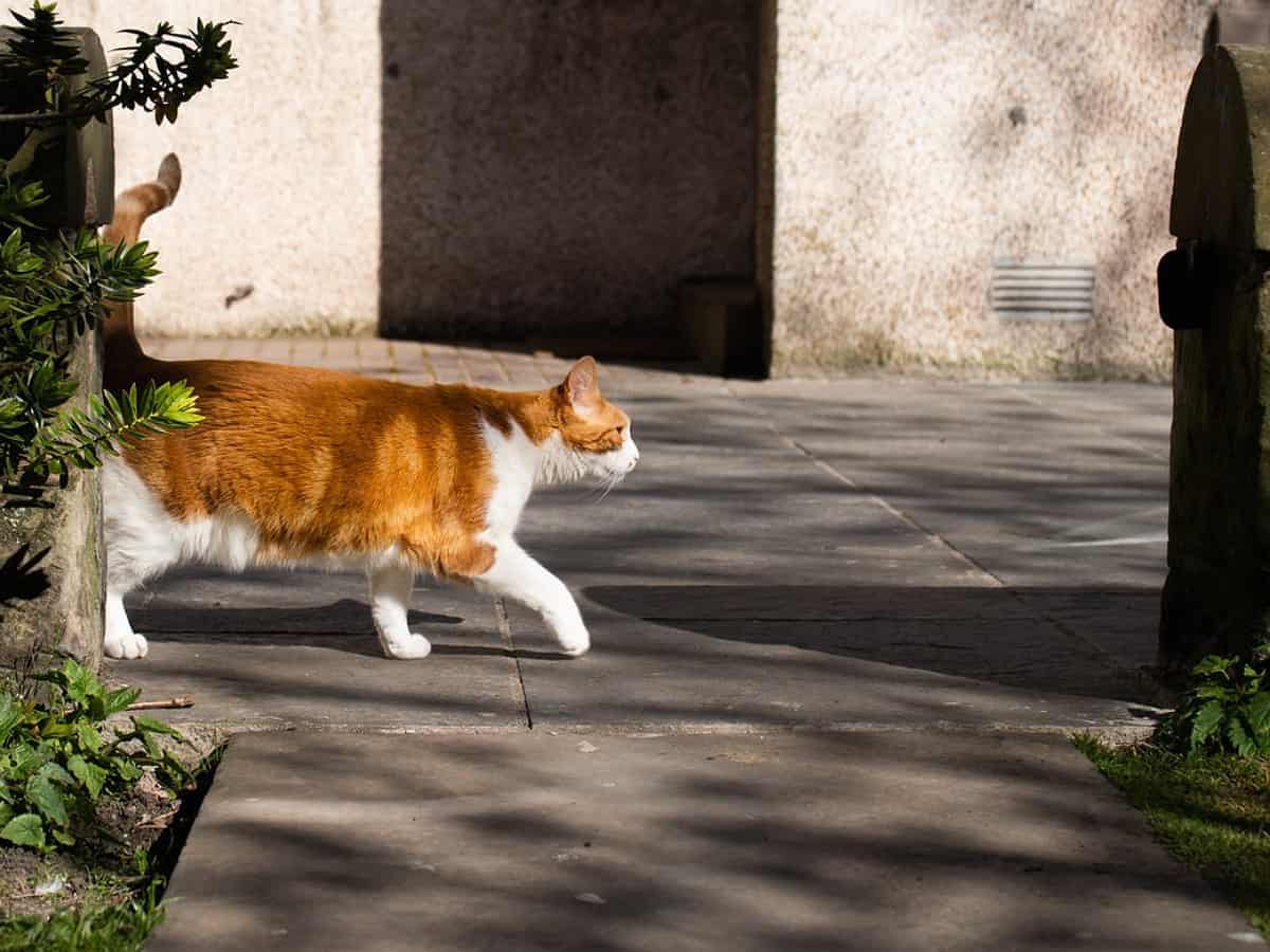 Saudi Arabia: Cat causes hour-long power outage; know why?