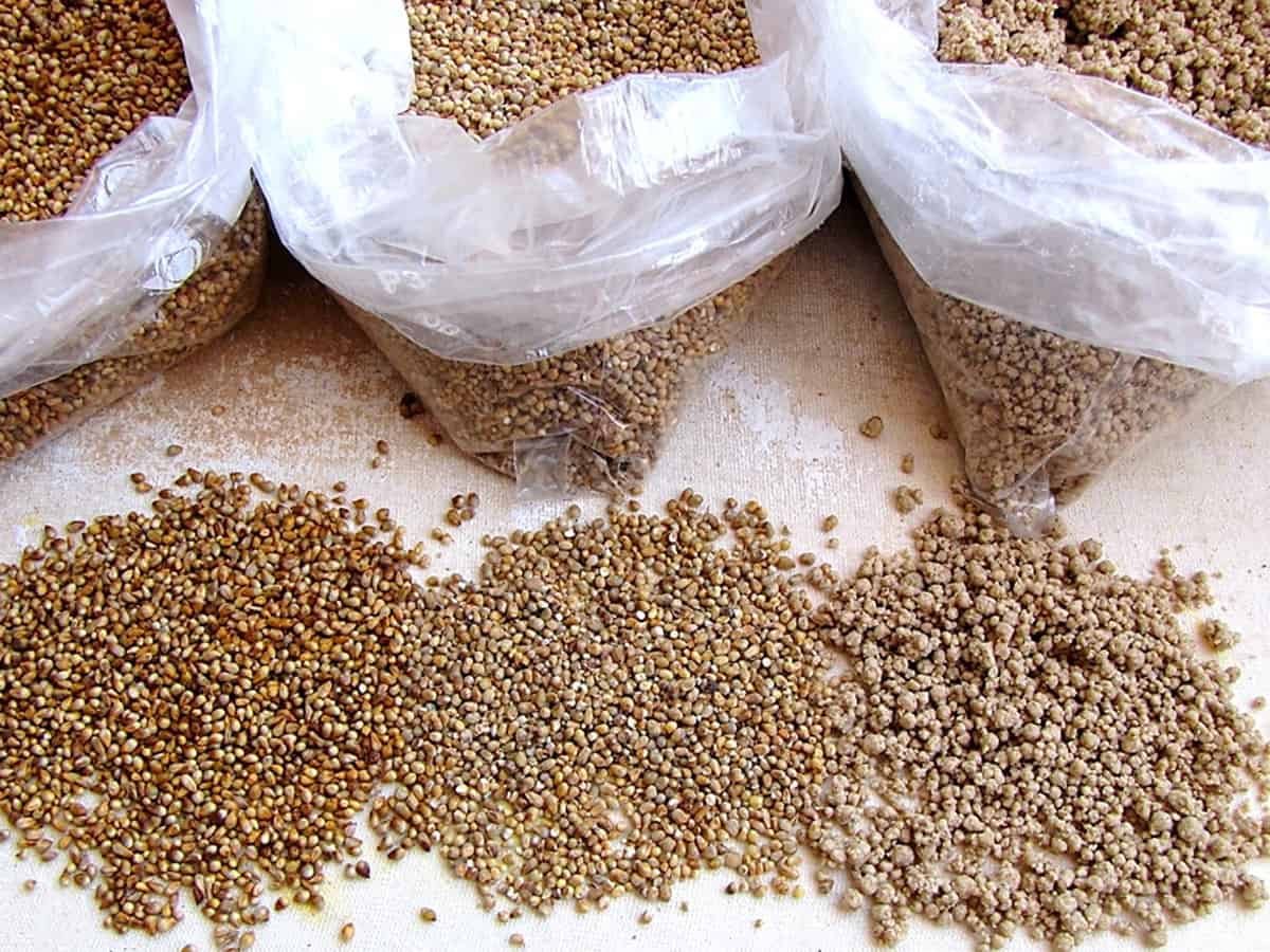 Study shows regular millet consumption can combat anemia