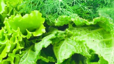 Food can be produced without sunlight via artificial photosynthesis