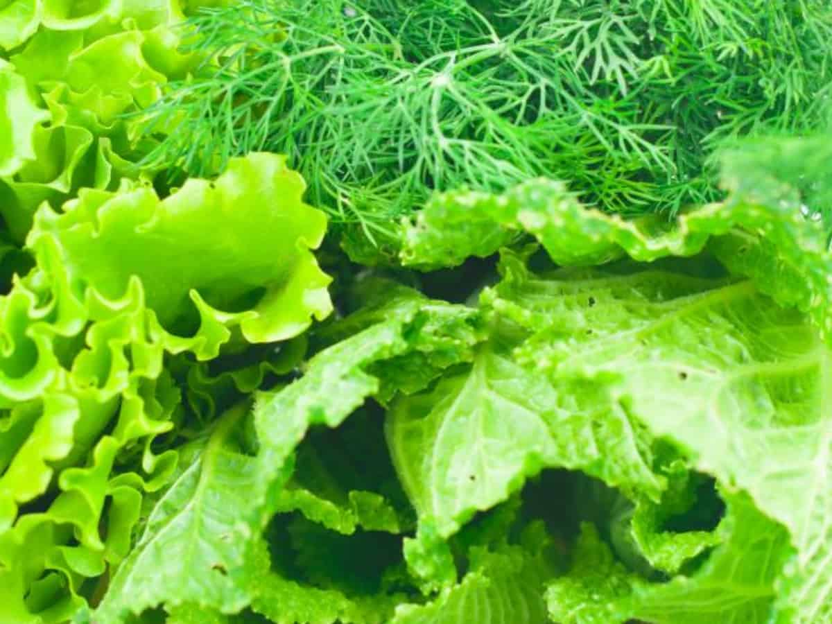 Food can be produced without sunlight via artificial photosynthesis