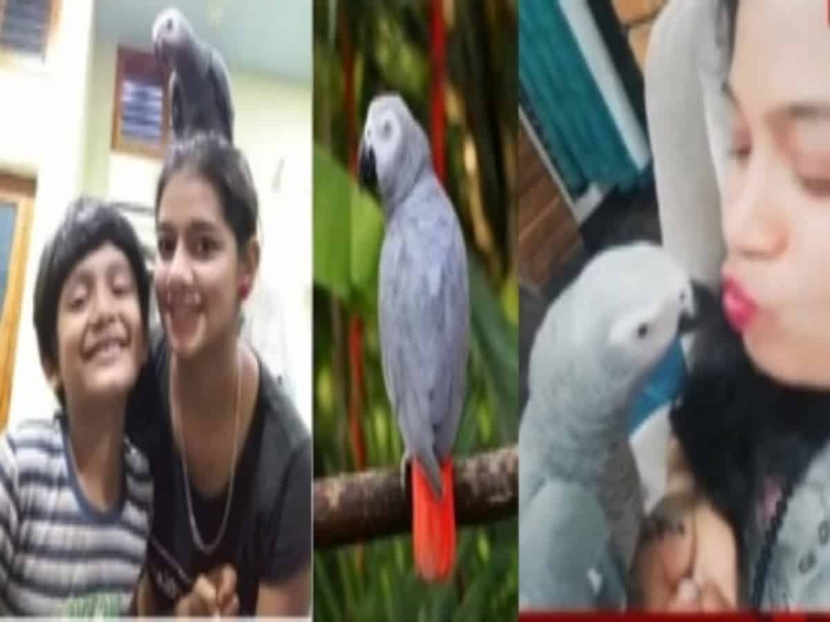 Karnataka: Family announces Rs 50 K reward for finding missing parrot