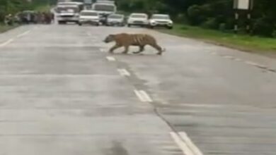 Watch: Traffic police ask commuters to stop, allow tiger to cross road