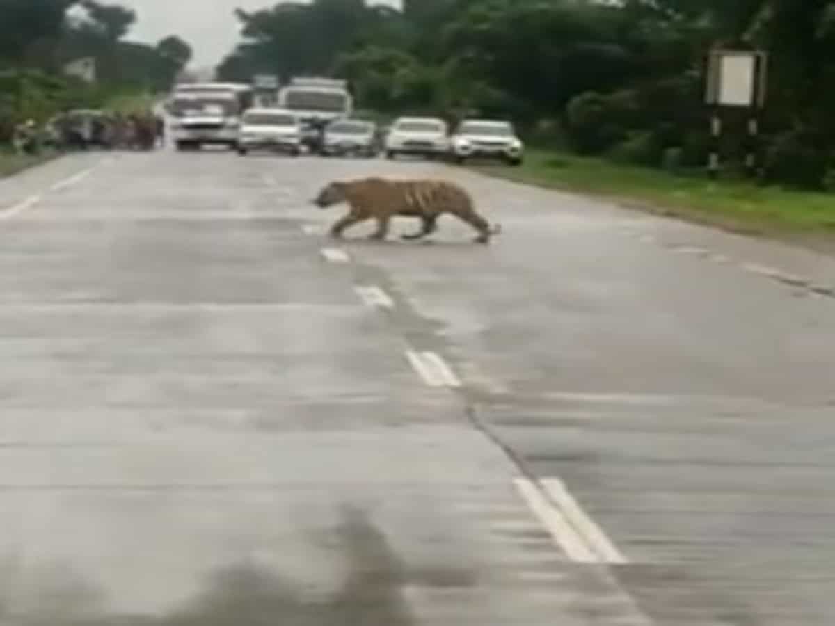 Watch: Traffic police ask commuters to stop, allow tiger to cross road