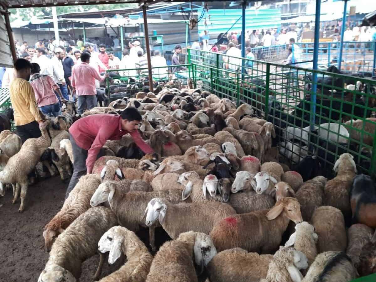 Bakrid in hyderabad