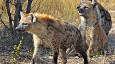 Chhattisgarh: hyenas kill 13 goats in Durg district