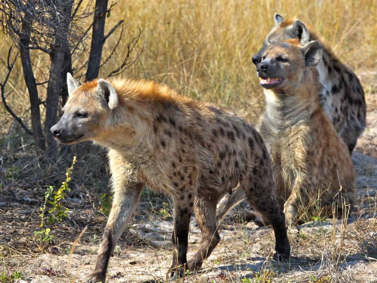 Chhattisgarh: hyenas kill 13 goats in Durg district