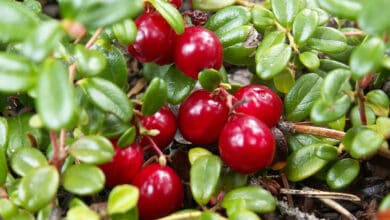 Daily consumption of cranberries can improve cardiovascular health, suggests study