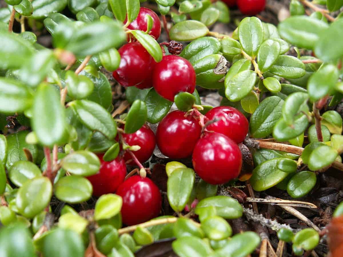 Daily consumption of cranberries can improve cardiovascular health, suggests study