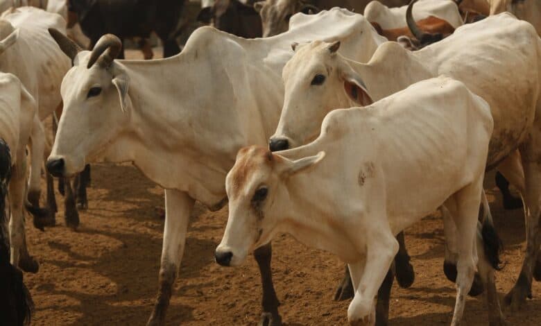 cattle