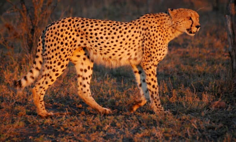 2 yrs of Project Cheetah: India awaits Kenya’s approval for new batch