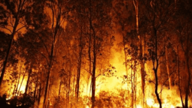 Forest fires destroy 13,000 hectares of land in Chile this yr