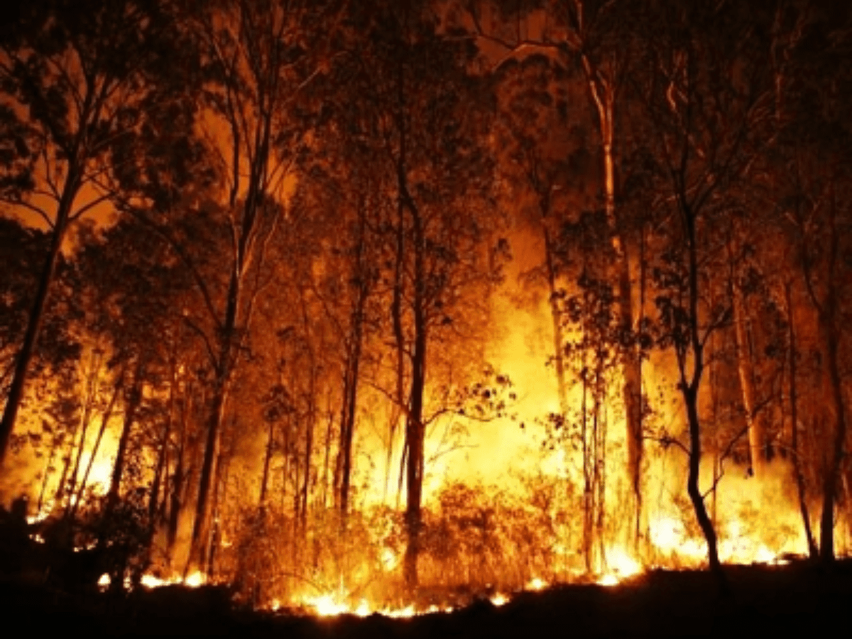 Forest fires destroy 13,000 hectares of land in Chile this yr