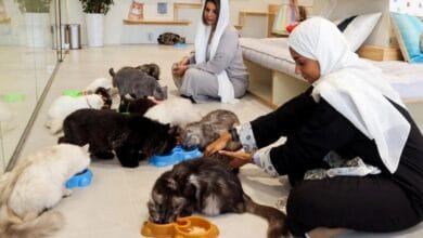 Saudi Arabia's first 5-star hotel for cats 'Petoya Lounge'