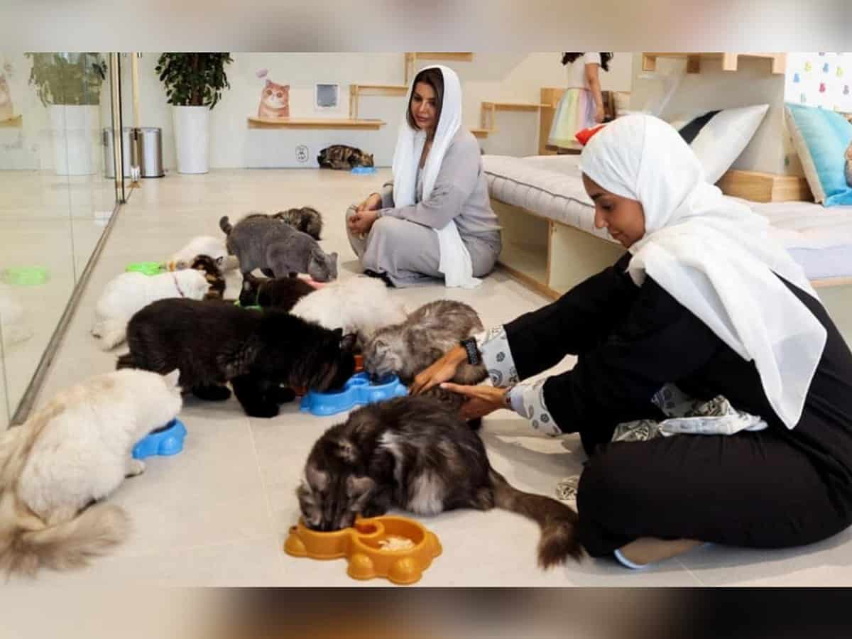Saudi Arabia's first 5-star hotel for cats 'Petoya Lounge'