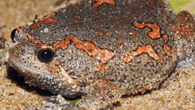 Telangana is home to a variety of amphibians and reptiles, OU study