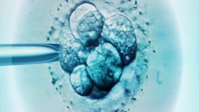 World's first "synthetic embryo": why this research is more important than you think
