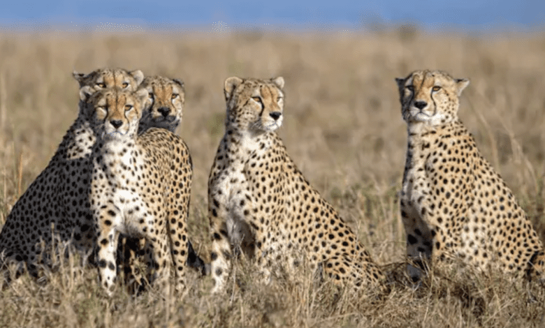 South Africa translocates 12 cheetahs to India