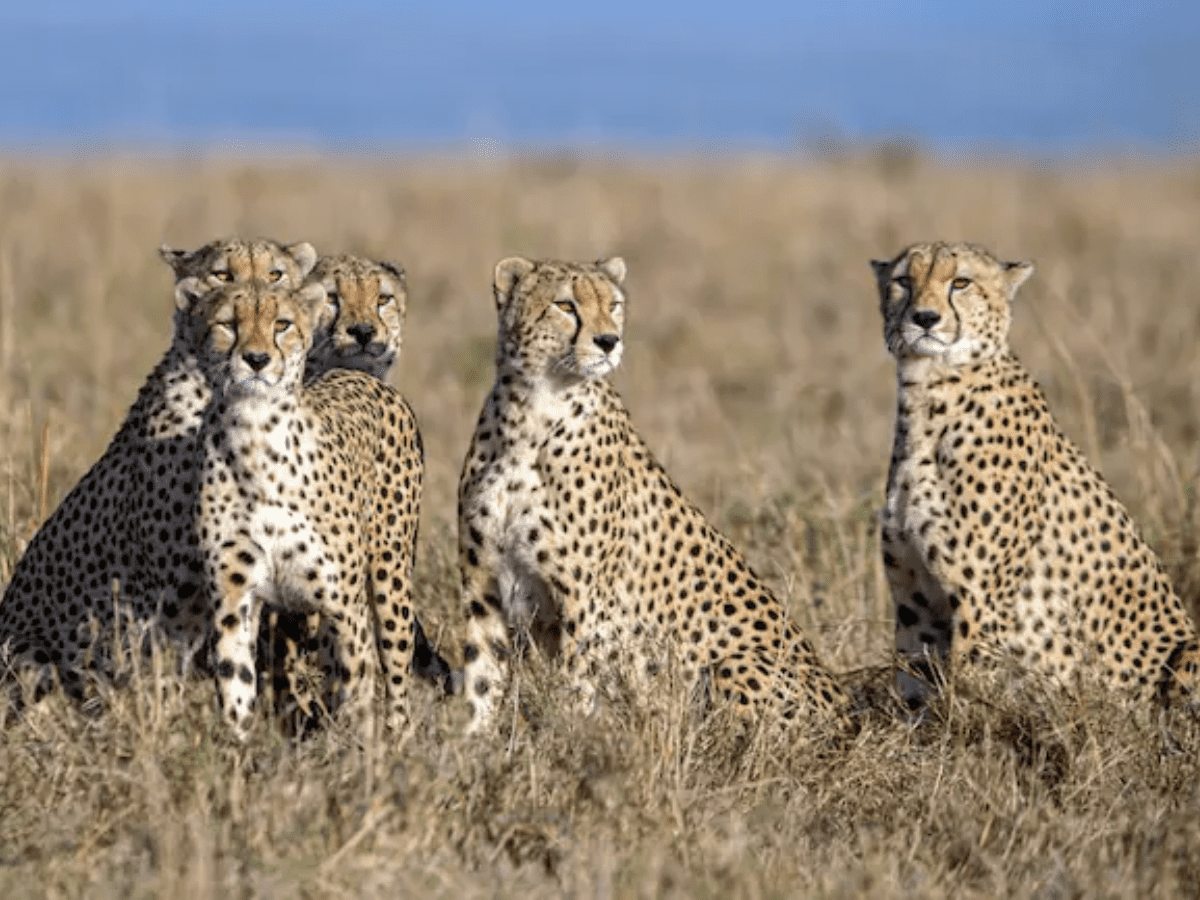 South Africa translocates 12 cheetahs to India